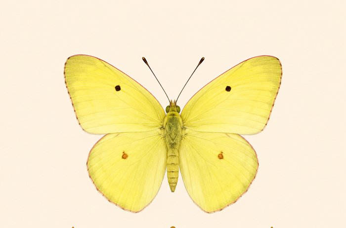 Cloudless Sulphur butterfly